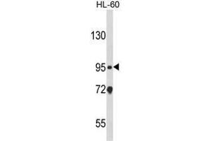 Western blot analysis of CARD4 Antibody (C-term) in HL-60 cell line lysates (35ug/lane). (NOD1 Antikörper  (C-Term))