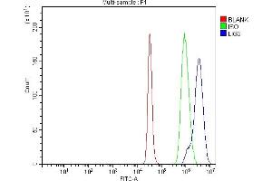 Flow Cytometry analysis of K562 cells using anti-DNA Ligase III/LIG3 antibody (ABIN7601167). (LIG3 Antikörper  (AA 297-963))
