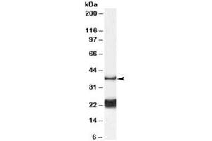 Western blot testing of rat spinal cord lysate with GALR1 antibody at 0. (Galanin Receptor 1 Antikörper)
