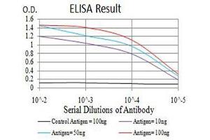 Black line: Control Antigen (100 ng),Purple line: Antigen (10 ng), Blue line: Antigen (50 ng), Red line:Antigen (100 ng) (ADIPOQ Antikörper  (AA 16-154))