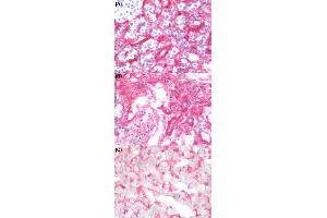 Immunohistochemical staining (Frozen sections) of human spleen tissue (A), human kidney tissue (B) and human heart tissue (C) using HSPG2 monoclonal antibody, clone A7L6  at 1:50 dilution. (HSPG2 Antikörper)
