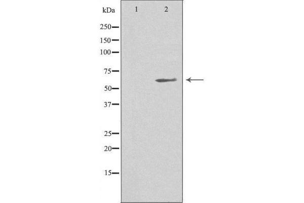 MIA2 antibody  (C-Term)