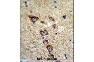 Formalin-fixed and paraffin-embedded human brain tissue reacted with KCNH7 Antibody (N-term), which was peroxidase-conjugated to the secondary antibody, followed by DAB staining. (KCNH7 Antikörper  (N-Term))