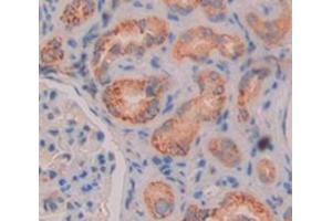 Used in DAB staining on fromalin fixed paraffin- embedded kidney tissue (Glutaminase Antikörper  (AA 221-533))