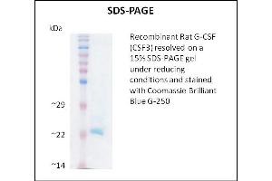 G-CSF Protein