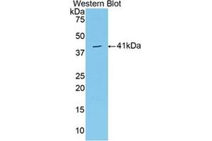 Western Blotting (WB) image for VGF Nerve Growth Factor Inducible (VGF) ELISA Kit (ABIN6574257)