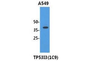 Image no. 1 for anti-Tumor Protein P53 Inducible Protein 3 (TP53I3) (AA 1-332), (N-Term) antibody (ABIN1109286) (TP53I3 Antikörper  (N-Term))