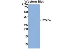 Western Blotting (WB) image for anti-Prostaglandin E Synthase 2 (PTGES2) (AA 144-384) antibody (ABIN3207567) (PTGES2 Antikörper  (AA 144-384))
