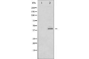 Western blot analysis of CrkII phosphorylation expression in COS7 whole cell lysates,The lane on the left is treated with the antigen-specific peptide. (Crk Antikörper  (pTyr221))