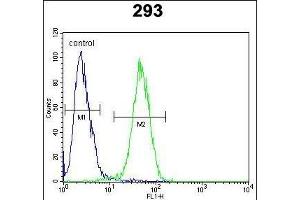 CLDN12 Antibody (N-term) (ABIN652055 and ABIN2840524) flow cytometric analysis of 293 cells (right histogram) compared to a negative control cell (left histogram). (Claudin 12 Antikörper  (N-Term))