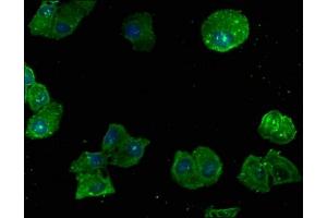 Immunofluorescence staining of Hela cells with ABIN7167457 at 1:166, counter-stained with DAPI. (GNB2L1 Antikörper  (AA 93-317))