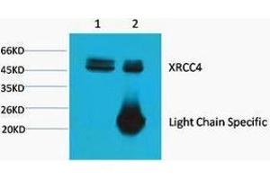 Immunoprecipitation (IP) analysis: 1) Input: HeLa Cell Lysate. (XRCC4 Antikörper)