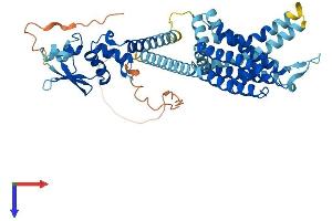 KCNF1 Protein (AA 1-494) (His tag)
