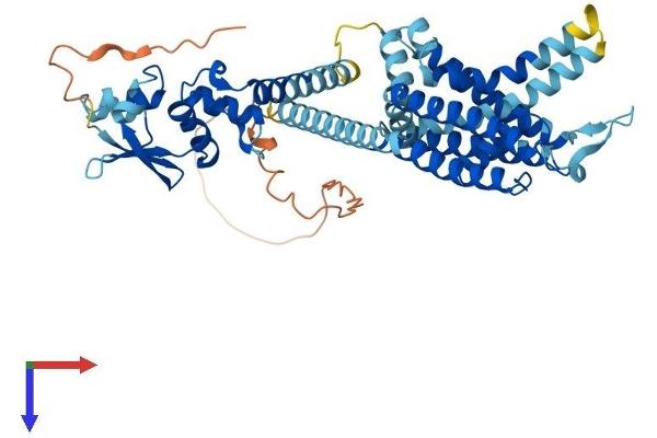 KCNF1 Protein (AA 1-494) (His tag)