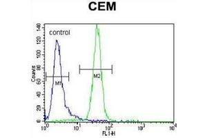 Flow cytometric analysis of CEM cells using PPAR-alpha Antibody (Center) Cat. (PPARA Antikörper  (Middle Region))