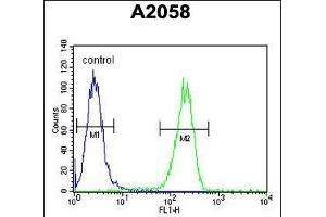 Flow Cytometry (FACS) image for anti-Annexin A5 (ANXA5) (AA 1-30), (N-Term) antibody (ABIN390501)