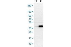 Western blot analysis of Lane 1: NIH-3T3 cell lysate (Mouse embryonic fibroblast cells), Lane 2: NBT-II cell lysate (Rat Wistar bladder tumour cells) with ASB8 polyclonal antibody . (ASB8 Antikörper)