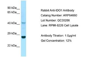 Western Blotting (WB) image for anti-Indoleamine 2,3-Dioxygenase 1 (IDO1) (C-Term) antibody (ABIN2789914) (IDO1 Antikörper  (C-Term))