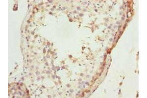 Immunohistochemistry of paraffin-embedded human testis tissue using ABIN7172670 at dilution of 1:100 (TAF11 Antikörper  (AA 1-211))