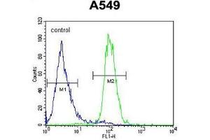 ANGPT2 Antibody (C-term) flow cytometric analysis of A549 cells (right histogram) compared to a negative control cell (left histogram). (Angiopoietin 2 Antikörper  (C-Term))