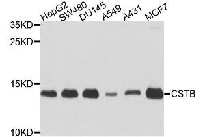 Western blot analysis of extracts of various cell lines, using CSTB antibody. (CSTB Antikörper)