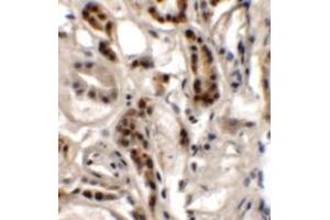 Immunohistochemistry of DPAGT1 in human kidney tissue with DPAGT1 antibody at 2. (DPAGT1 Antikörper  (N-Term))