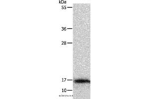 Western blot analysis of Mouse thymus tissue, using IL3 Polyclonal Antibody at dilution of 1:350 (IL-3 Antikörper)