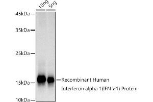 Western blot analysis of extracts of Recombinant Human IFN Protein, using Interferon alpha 1 (IFN-α1) antibody (ABIN7267963) at 1:1000 dilution. (IFNA1 Antikörper)