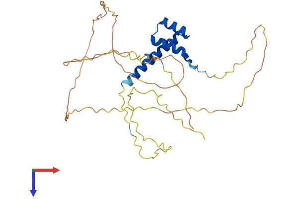 NKX3-2 Protein (AA 1-333) (His tag)