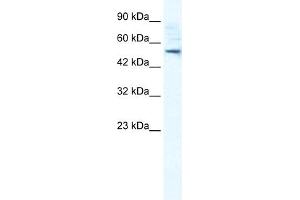 WB Suggested Anti-SMPDL3B Antibody Titration:  0. (SMPDL3B Antikörper  (N-Term))