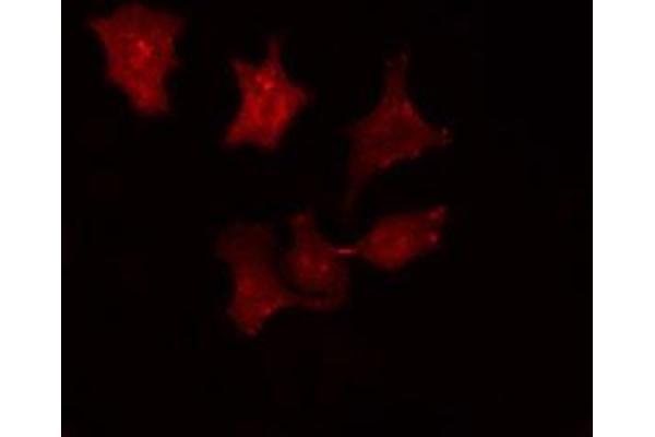 SRCIN1 Antikörper  (Internal Region)