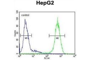 Flow cytometric analysis of HepG2 cells using CD102/ICAM2 Antibody (Center) Cat. (ICAM2 Antikörper  (Middle Region))