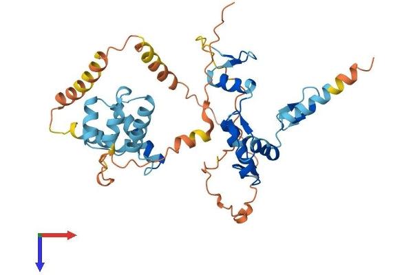 ZNF24 Protein (AA 1-368) (His tag)