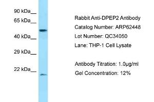 Western Blotting (WB) image for anti-Dipeptidase 2 (DPEP2) (C-Term) antibody (ABIN2774344) (DPEP2 Antikörper  (C-Term))