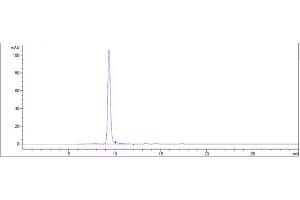The purity of Anti-BST2 / CD317 Reference Antibody (XmAb 5592) is more than 95 % , determined by SEC-HPLC. (Rekombinanter BST2 Antikörper)