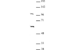 PAF1 antibody (pAb) tested by Western blot. (PAF1/PD2 Antikörper)