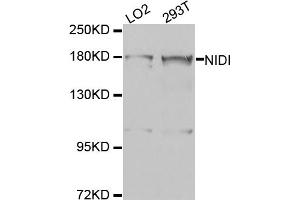 Western blot analysis of extracts of various cell lines, using NID1 antibody (ABIN5974560) at 1/1000 dilution. (Nidogen 1 Antikörper)