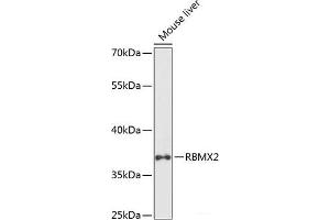 Western blot analysis of extracts of Mouse liver using RBMX2 Polyclonal Antibody at dilution of 1:1000. (RBMX2 Antikörper)