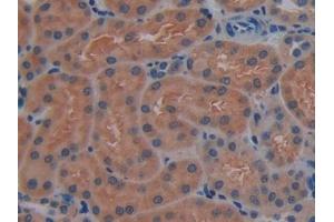 Immunohistochemistry (IHC) image for anti-Contactin Associated Protein-Like 4 (CNTNAP4) (AA 402-633) antibody (ABIN7441805)