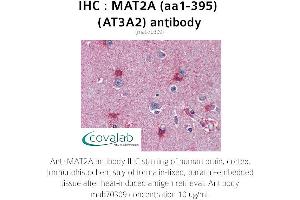 Image no. 1 for anti-Methionine Adenosyltransferase II, alpha (MAT2A) (AA 1-395) antibody (ABIN1724355) (MAT2A Antikörper  (AA 1-395))