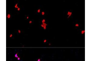 Immunofluorescence analysis of PC-12 cells using EIF2S1 Polyclonal Antibody at dilution of 1:100. (EIF2S1 Antikörper)