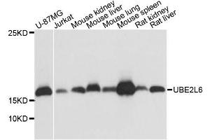 Western blot analysis of extracts of various cell lines, using UBE2L6 antibody. (UBE2L6 Antikörper  (C-Term))