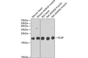 Western blot analysis of extracts of various cell lines using TCAP Polyclonal Antibody at dilution of 1:1000. (TCAP Antikörper)