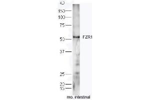 Mouse intestine lysates probed with Rabbit Anti-FZR1/CDC20C Polyclonal Antibody, Unconjugated  at 1:5000 for 90 min at 37˚C. (FZR1 Antikörper  (AA 141-240))