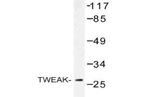 Western blot (WB) analysis of TWEAK antibody in extracts from COLO cells.
