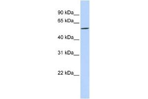 DIRC2 antibody used at 1 ug/ml to detect target protein.