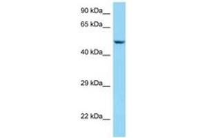 Image no. 1 for anti-Sarcalumenin (SRL) (AA 263-312) antibody (ABIN6748104) (Sarcalumenin Antikörper  (AA 263-312))