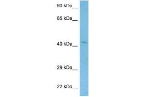 Western Blotting (WB) image for anti-Wingless-Type MMTV Integration Site Family Member 2 (WNT2) (C-Term) antibody (ABIN2779468)