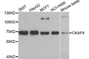 Western blot analysis of extracts of various cells, using CKAP4 antibody. (CKAP4 Antikörper)