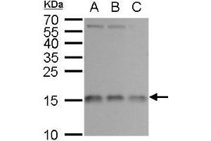 WB Image RPL37 antibody detects RPL37 protein by western blot analysis. (RPL37 Antikörper)